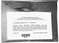 Hysterium pulicare image